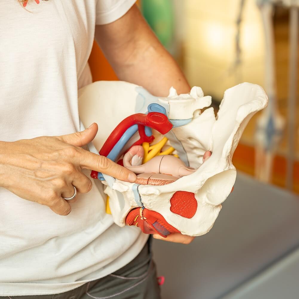 20250724_IrenePhysioAbsdorf_79-Web_Schnitt01 Physiotherapeutin erklärt Bckenboden an einem Modell